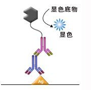 抗體亞型的鑒定